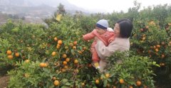 广西东兰：“三特”水果助农增收脱贫