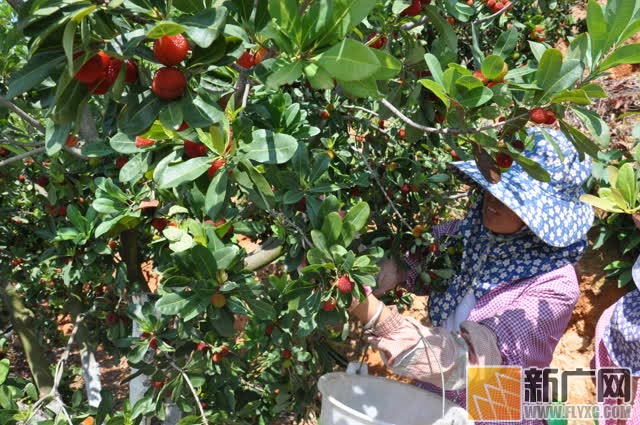 石屏坝心做强6万亩现代农业特色水果产业