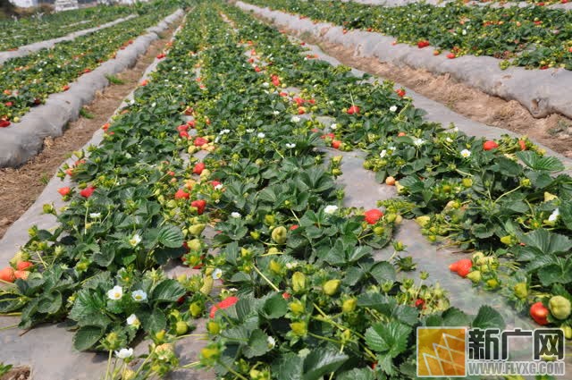 石屏坝心做强6万亩现代农业特色水果产业