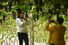 怀来：振兴葡萄产业 助力乡村振兴