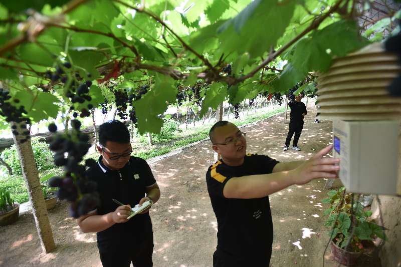 怀来：振兴葡萄产业 助力乡村振兴