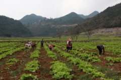 黔西南州兴义市鲁布格镇提升坝区蔬菜种植规模
