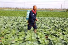 海安大公镇发展蔬菜种植业脱水蔬菜畅销国外