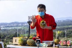 海南万宁市委书记网络直播推销菠萝