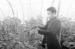 定西漳县：蔬菜大棚孕育“绿色希望”