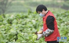 重庆涪陵：志愿服务队助力农户采收青菜头