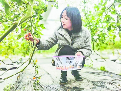 智能大棚 无土栽培 樱桃番茄熟了·福建日报社数字报刊平台