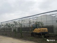 蔡甸抢育1000万株蔬菜种苗提供给种植户